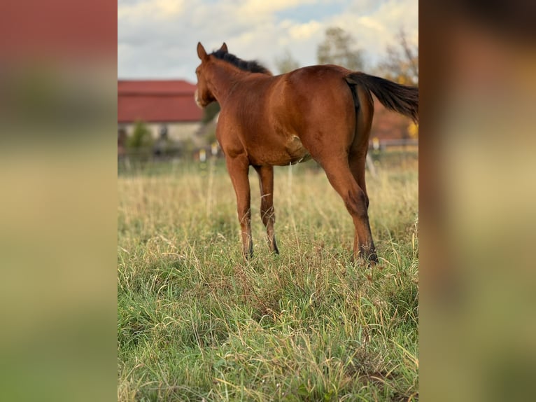 American Quarter Horse Mare 1 year 14.2 hh Brown in Kindelbrück