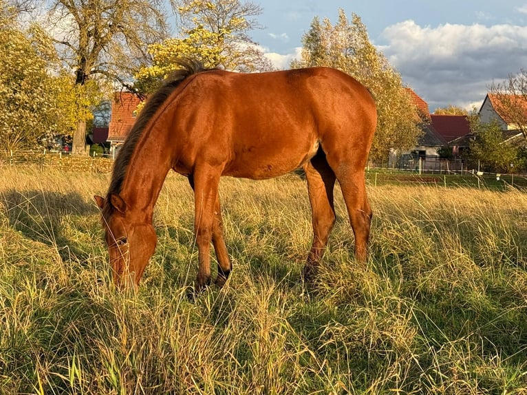 American Quarter Horse Mare 1 year 14.2 hh Brown in Kindelbrück
