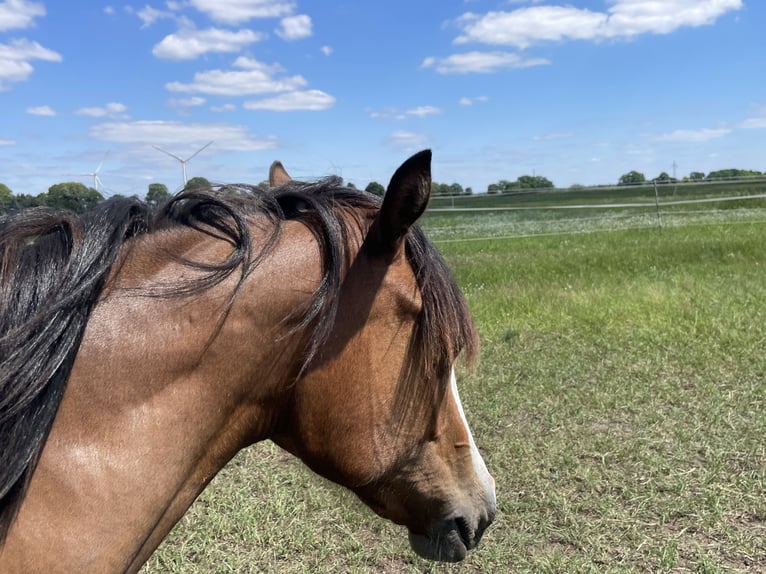 American Quarter Horse Mare 1 year 14,2 hh Brown in Stahnsdorf