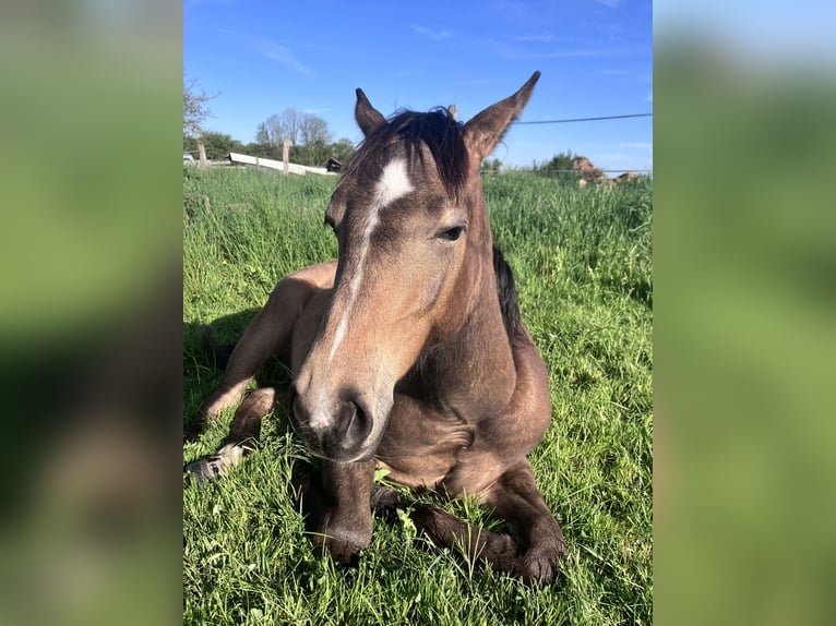 American Quarter Horse Mare 1 year 14.2 hh Buckskin in Petit-Réderching