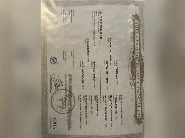 American Quarter Horse Mare 1 year 14.2 hh Buckskin in Petit-Réderching