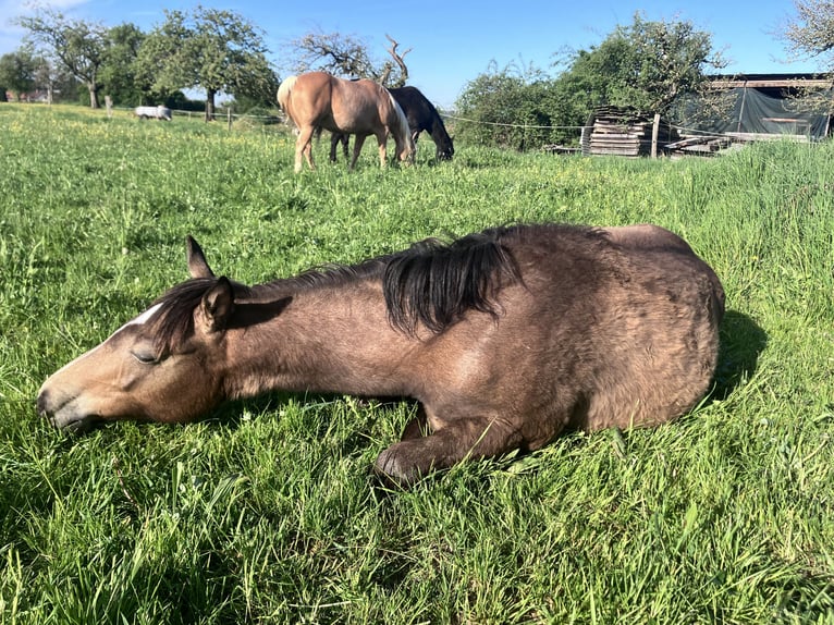 American Quarter Horse Mare 1 year 14.2 hh Buckskin in Petit-Réderching