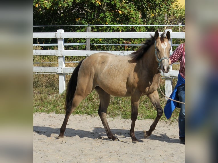 American Quarter Horse Mare 1 year 14.2 hh Buckskin in Celle