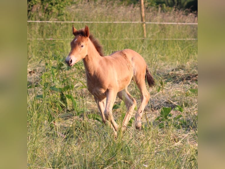 American Quarter Horse Mix Mare 1 year 14,2 hh Champagne in Waldshut-Tiengen