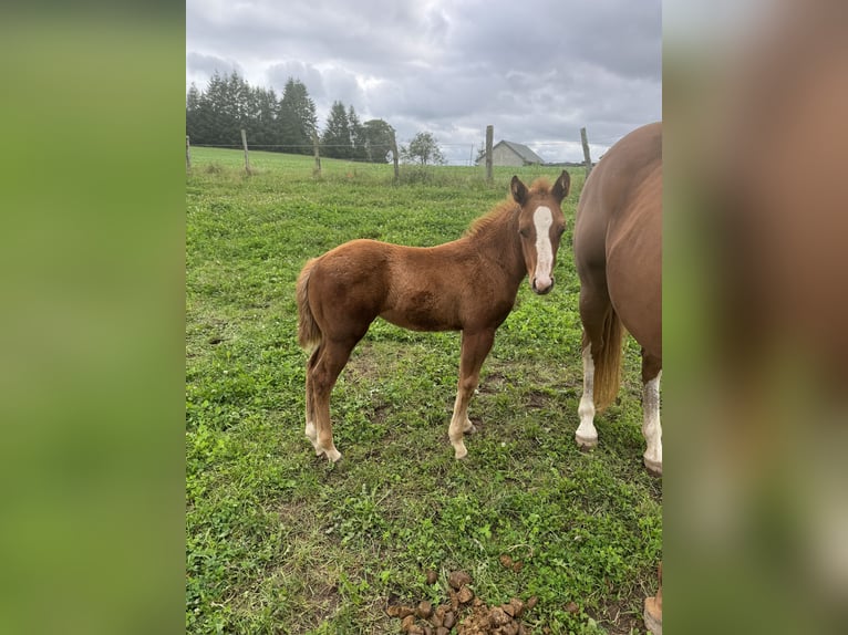 American Quarter Horse Mare 1 year 14,2 hh Chestnut-Red in Daleiden