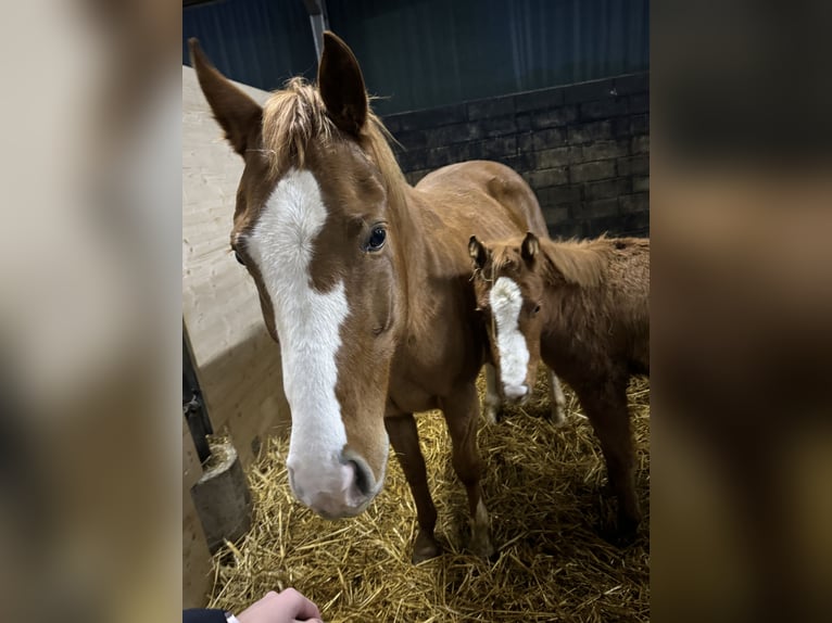 American Quarter Horse Mare 1 year 14,2 hh Chestnut-Red in Daleiden