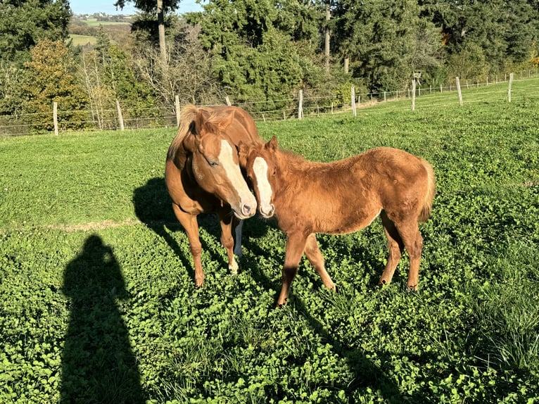 American Quarter Horse Mare 1 year 14,2 hh Chestnut-Red in Daleiden