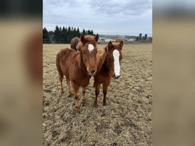 American Quarter Horse Mare 1 year 14,2 hh Chestnut-Red in Daleiden