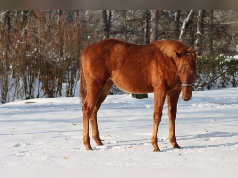 American Quarter Horse Mare 1 year 14,2 hh Chestnut-Red in Hellenthal