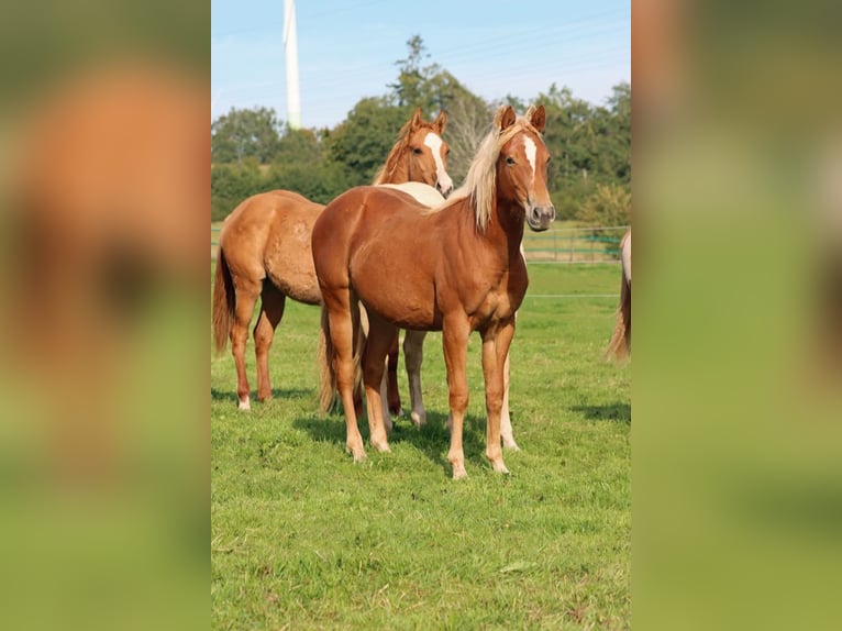 American Quarter Horse Mare 1 year 14,2 hh Chestnut-Red in Hellenthal