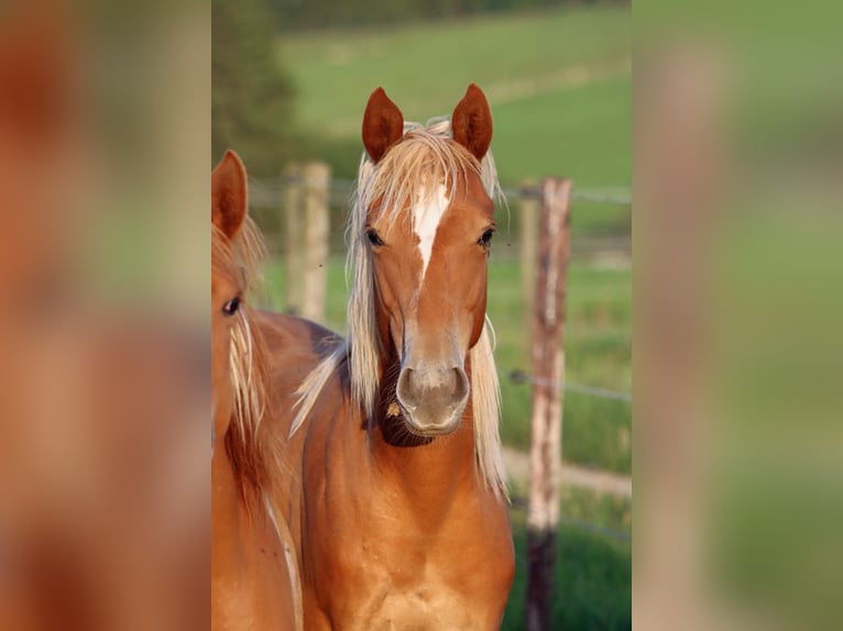 American Quarter Horse Mare 1 year 14,2 hh Chestnut-Red in Hellenthal