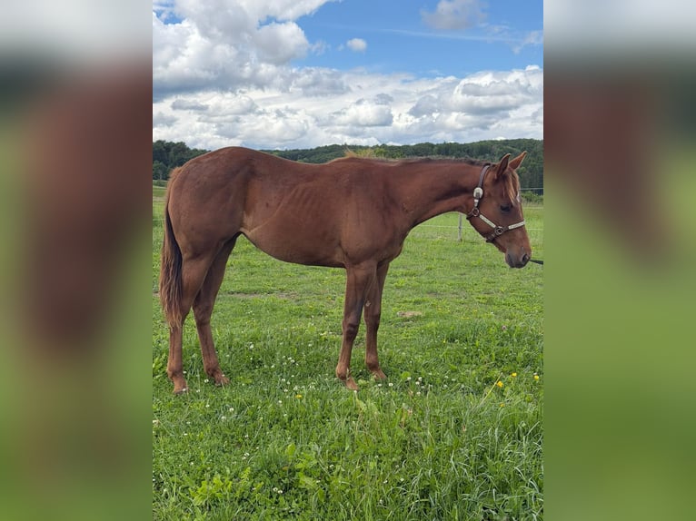 American Quarter Horse Mare 1 year 14.2 hh Chestnut-Red in Rheinfelden