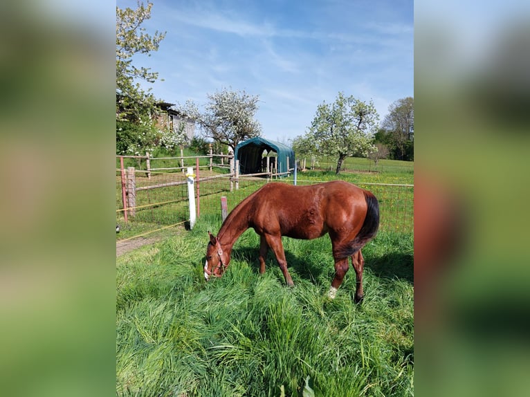 American Quarter Horse Mare 1 year 14,2 hh Chestnut-Red in 5166 Perwang am Grabensee