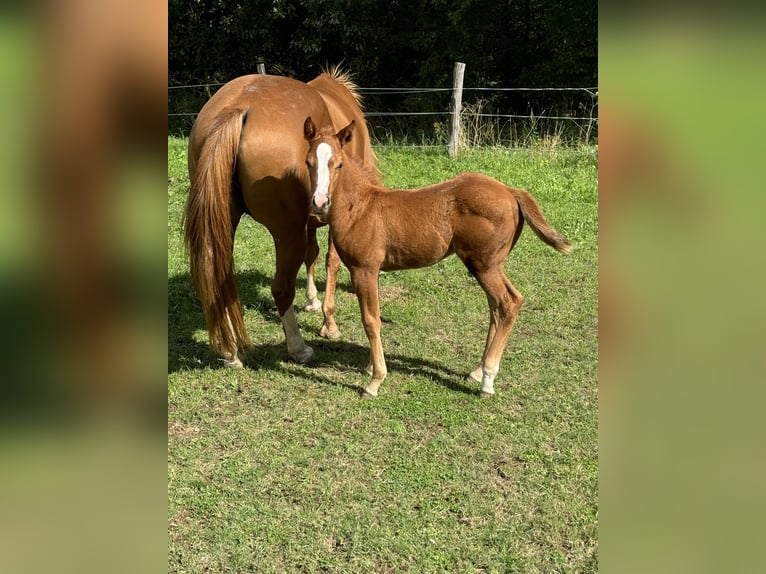 American Quarter Horse Mare 1 year 14,2 hh Chestnut-Red in Daleiden