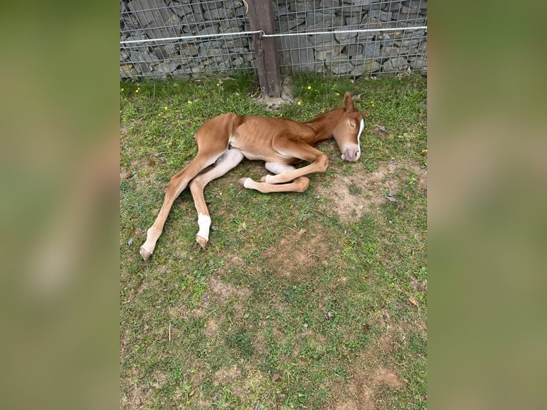 American Quarter Horse Mare 1 year 14,2 hh Chestnut-Red in Daleiden