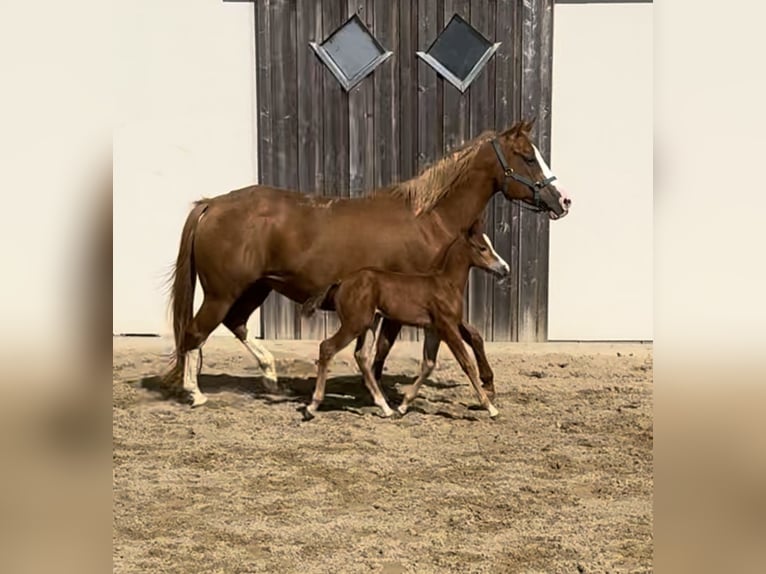 American Quarter Horse Mare 1 year 14,2 hh Chestnut-Red in Daleiden