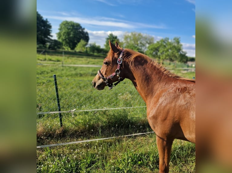 American Quarter Horse Mare 1 year 14,2 hh Chestnut-Red in Berlin