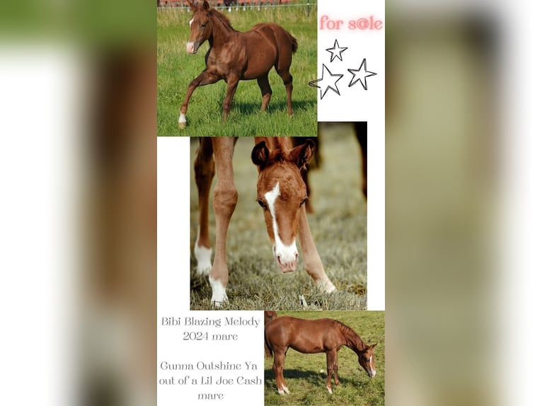 American Quarter Horse Mare 1 year 14,2 hh Chestnut in Neustadt am Rübenberge