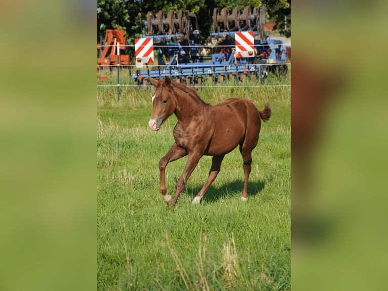 American Quarter Horse Mare 1 year 14,2 hh Chestnut in Neustadt am Rübenberge