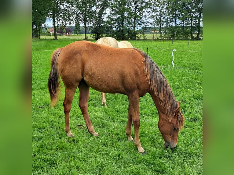 American Quarter Horse Mare 1 year 14,2 hh Chestnut in Arendonk