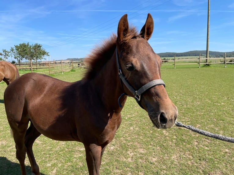 American Quarter Horse Mare 1 year 14,2 hh Chestnut in Frömmstedt
