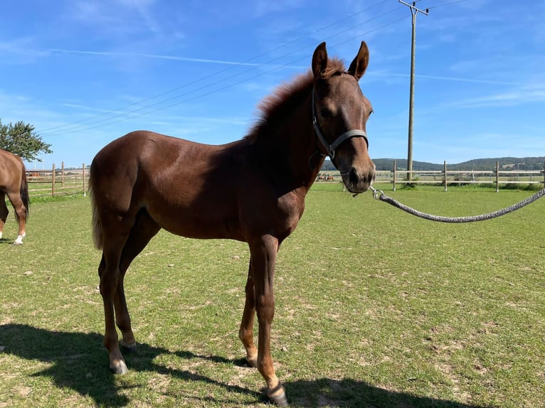 American Quarter Horse Mare 1 year 14,2 hh Chestnut in Frömmstedt