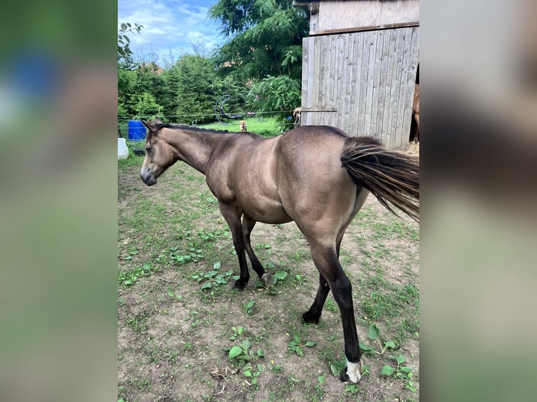 American Quarter Horse Mare 1 year 14.2 hh Dun in Petit-Réderching