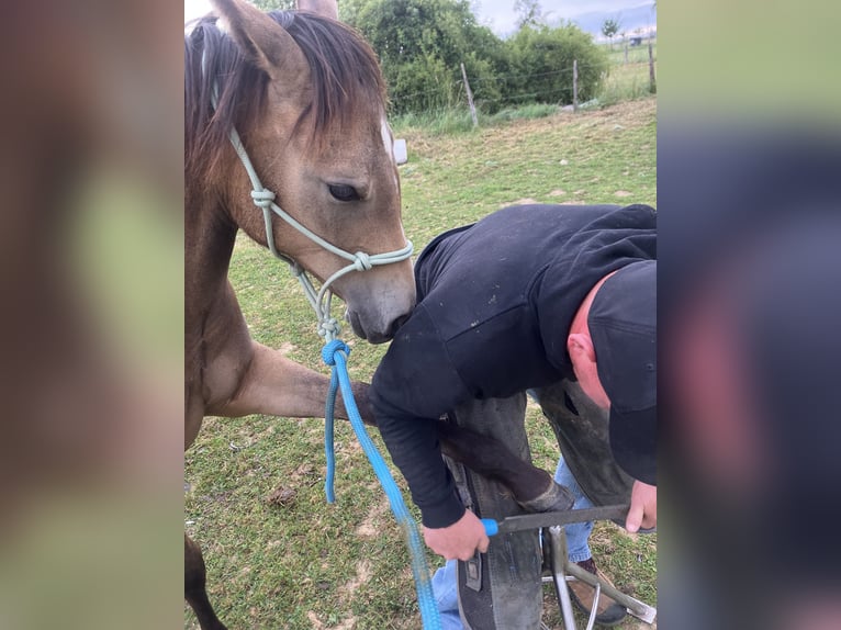 American Quarter Horse Mare 1 year 14.2 hh Dun in Petit-Réderching