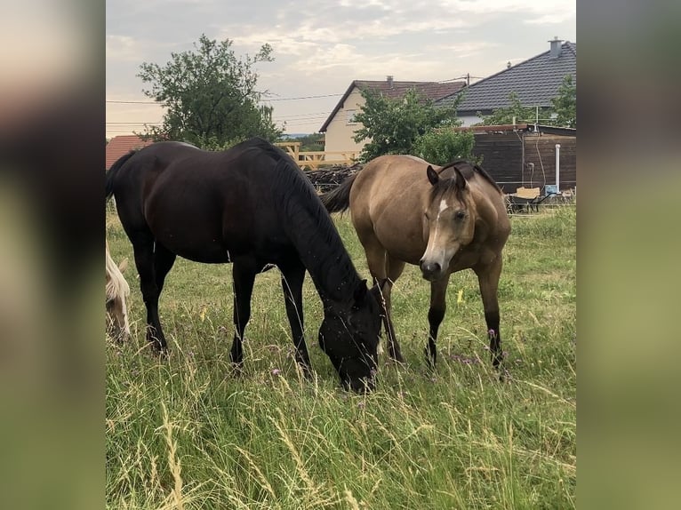 American Quarter Horse Mare 1 year 14.2 hh Dun in Petit-Réderching