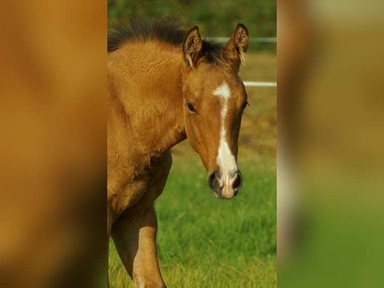 American Quarter Horse Mare 1 year 14,2 hh Dun in Bergen op Zoom