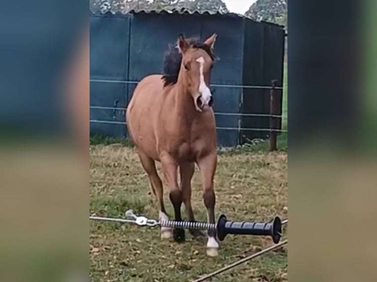 American Quarter Horse Mare 1 year 14,2 hh Dun in Bergen op Zoom