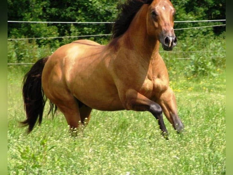 American Quarter Horse Mare 1 year 14,2 hh Dun in Bergen op Zoom