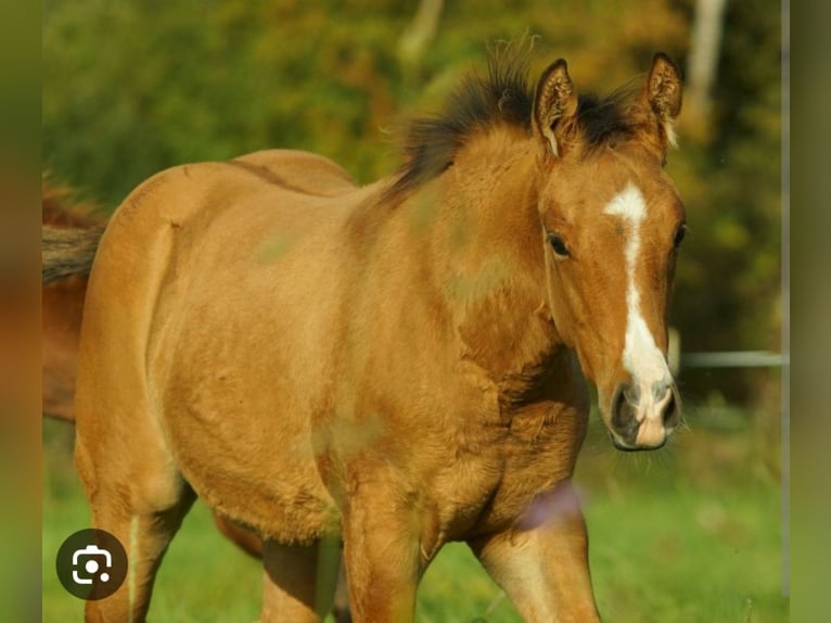 American Quarter Horse Mare 1 year 14,2 hh Dun in Bergen op Zoom