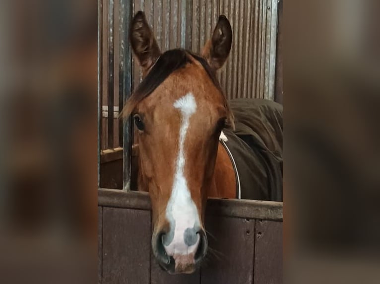 American Quarter Horse Mare 1 year 14,2 hh Dun in Bergen op Zoom