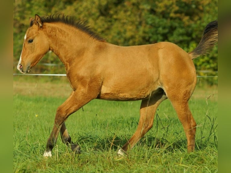 American Quarter Horse Mare 1 year 14,2 hh Dun in Bergen op Zoom