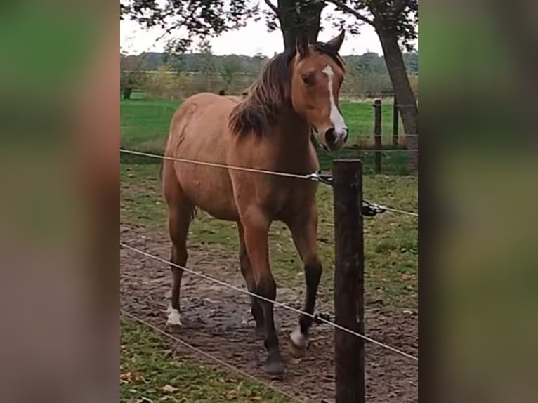 American Quarter Horse Mare 1 year 14,2 hh Dun in Bergen op Zoom