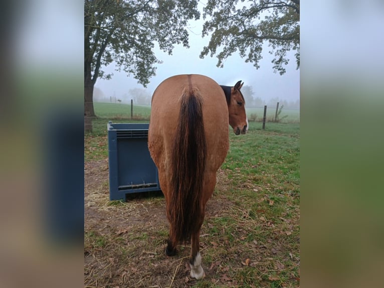 American Quarter Horse Mare 1 year 14,2 hh Dun in Bergen op Zoom