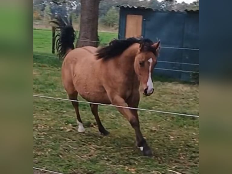 American Quarter Horse Mare 1 year 14,2 hh Dun in Bergen op Zoom