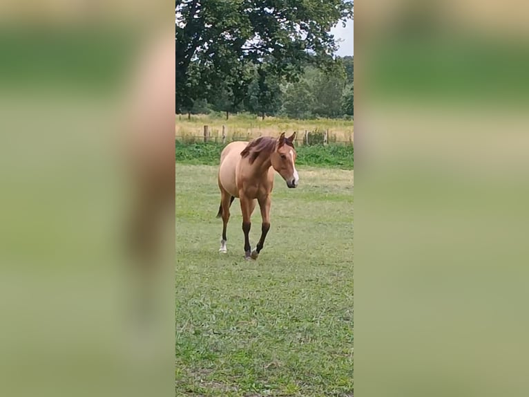 American Quarter Horse Mare 1 year 14,2 hh Dun in Bergen op Zoom