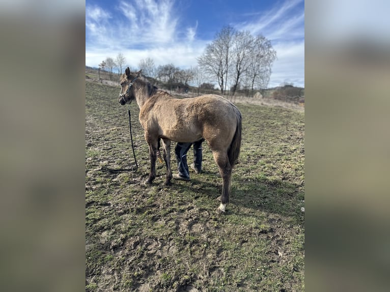 American Quarter Horse Mare 1 year 14,2 hh Grullo in Raabs an der Thaya