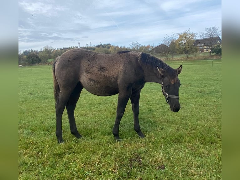 American Quarter Horse Mare 1 year 14,2 hh Grullo in Erbendorf