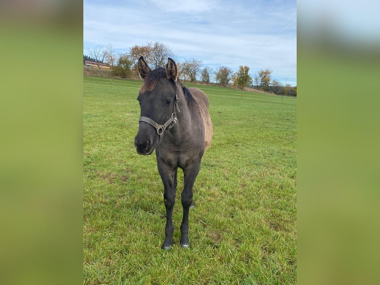 American Quarter Horse Mare 1 year 14,2 hh Grullo in Erbendorf