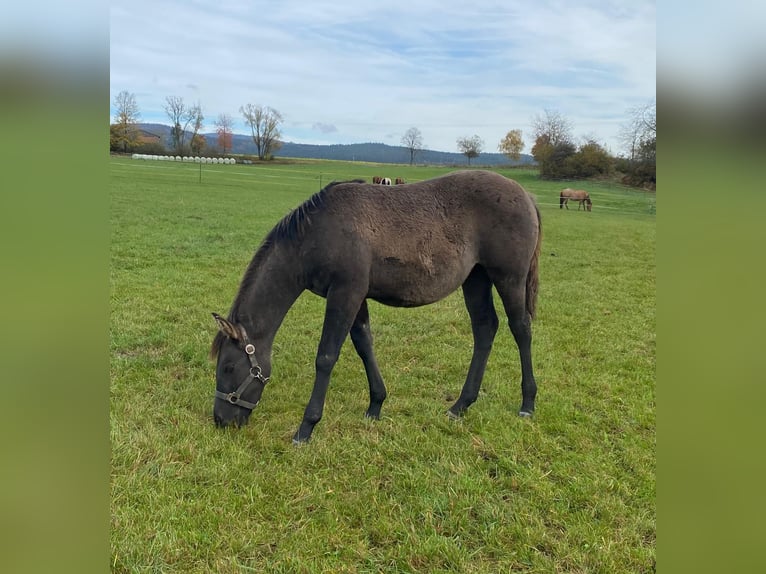 American Quarter Horse Mare 1 year 14,2 hh Grullo in Erbendorf