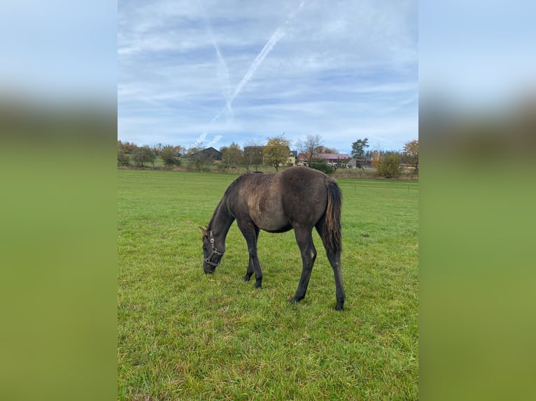 American Quarter Horse Mare 1 year 14,2 hh Grullo in Erbendorf