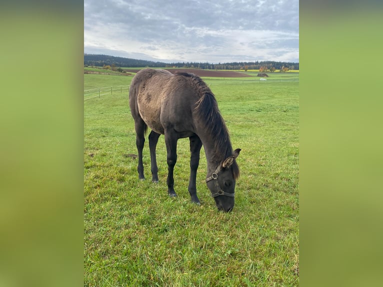 American Quarter Horse Mare 1 year 14,2 hh Grullo in Erbendorf