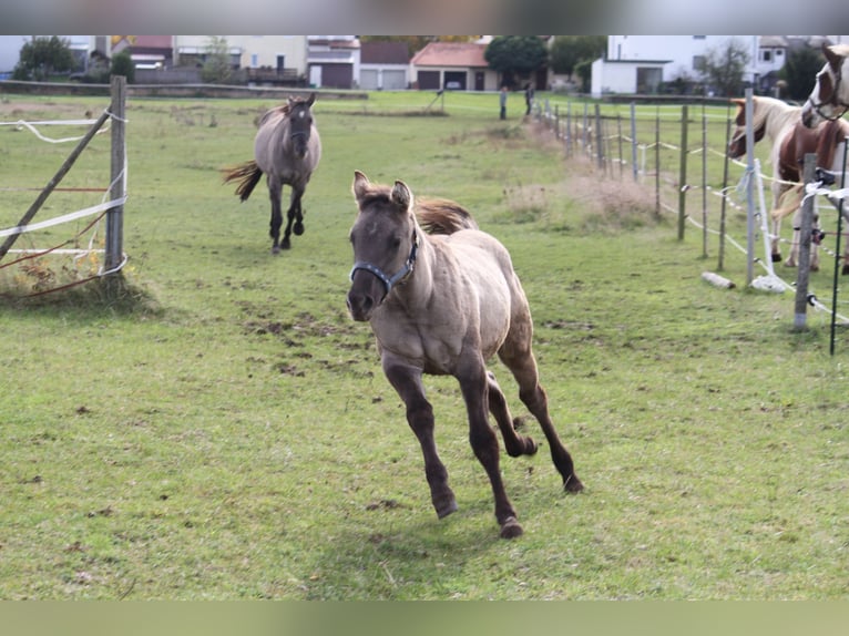 American Quarter Horse Mare 1 year 14,2 hh Grullo in Sulzheim