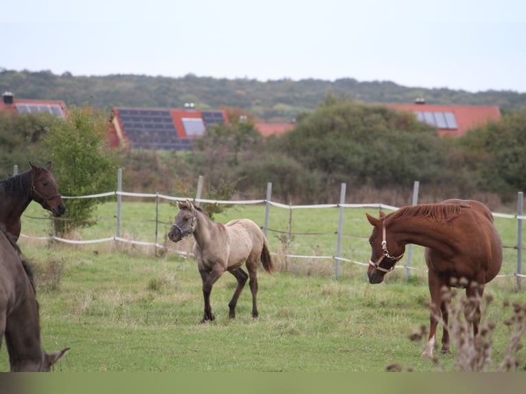 American Quarter Horse Mare 1 year 14,2 hh Grullo in Sulzheim