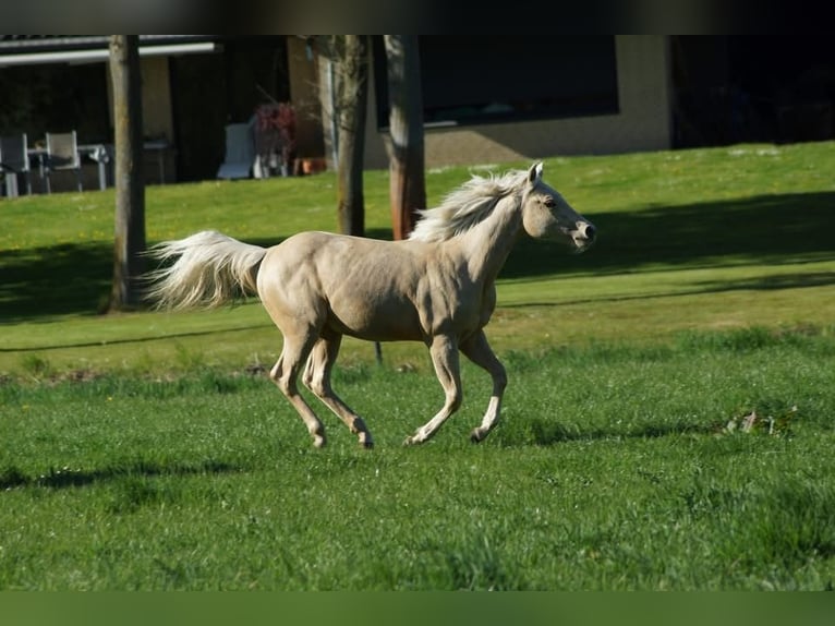 American Quarter Horse Mare 1 year 14.2 hh Palomino in Linsburg
