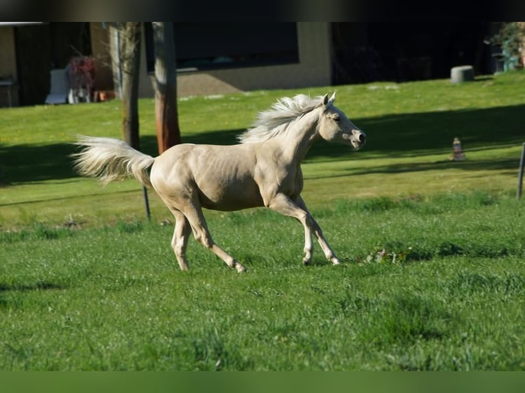 American Quarter Horse Mare 1 year 14.2 hh Palomino in Linsburg