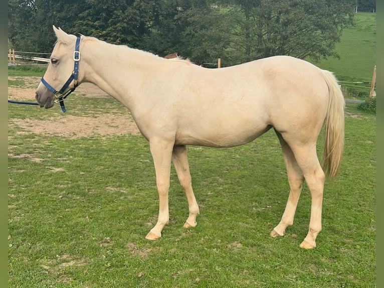 American Quarter Horse Mare 1 year 14.2 hh Palomino in Kürten